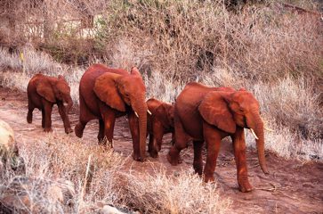 Elefanten Waisen, Kenia 