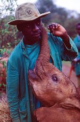 Elefanten Waisen, Kenia 